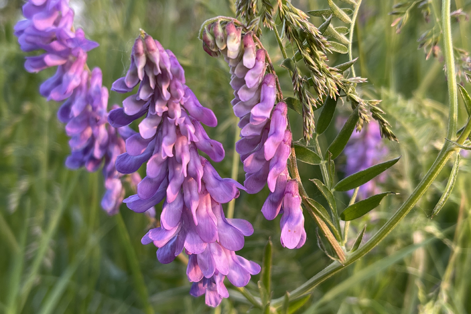 Fabacées de la forêt boréale